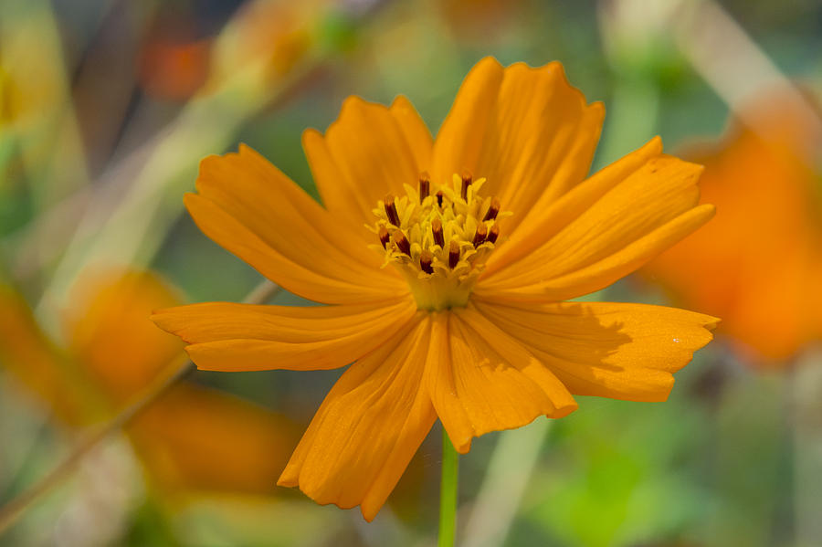Flower Photograph - Coreopsis by Bruce Frye