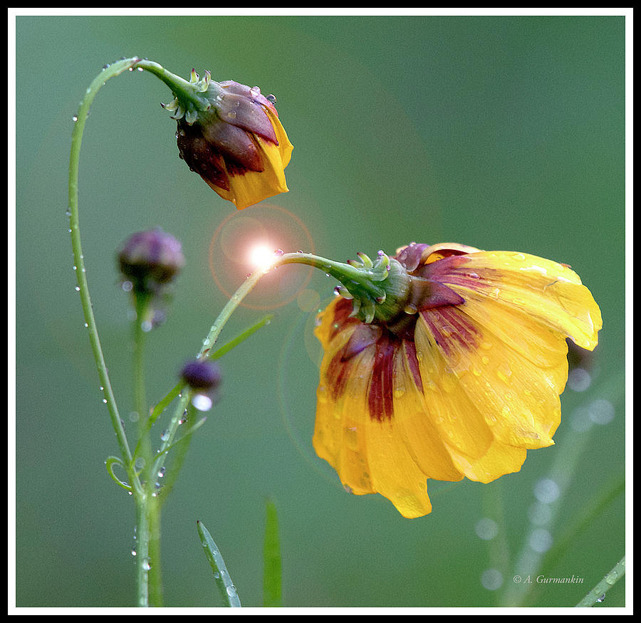 Coreopsis Flowers After a Rain Photograph by A Macarthur Gurmankin