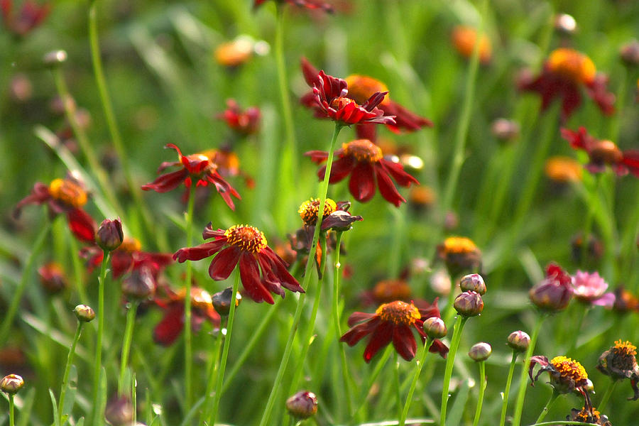 Flower Photograph - Coreopsis Garden by Barbara  White
