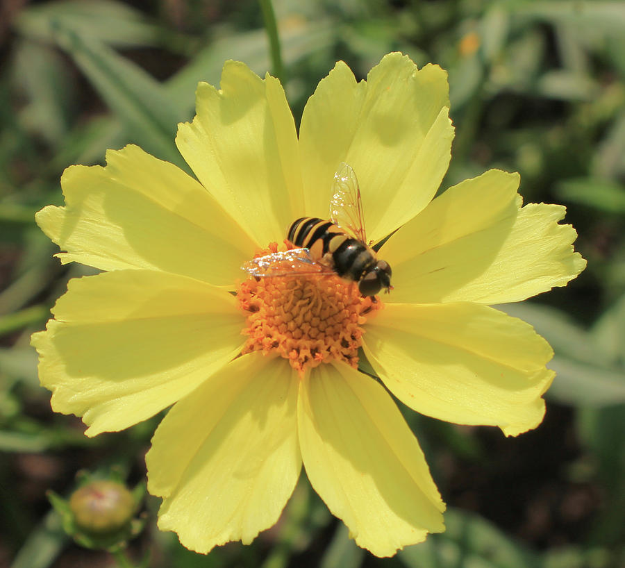 Coreopsis Grandiflora Photograph By Aaron Parker - Fine Art America