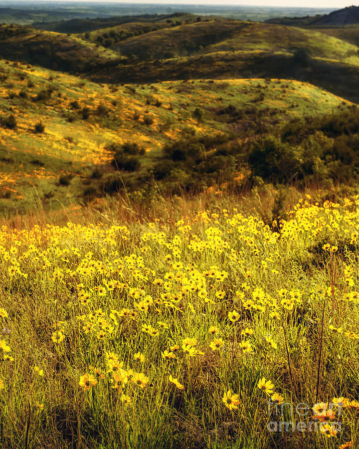 Coreopsis in the Arbuckles, Vertical Photograph by Tamyra Ayles