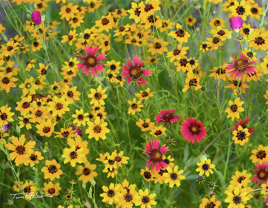 Coreopsis, Indian blanket and wine cups Photograph by Tim Fitzharris