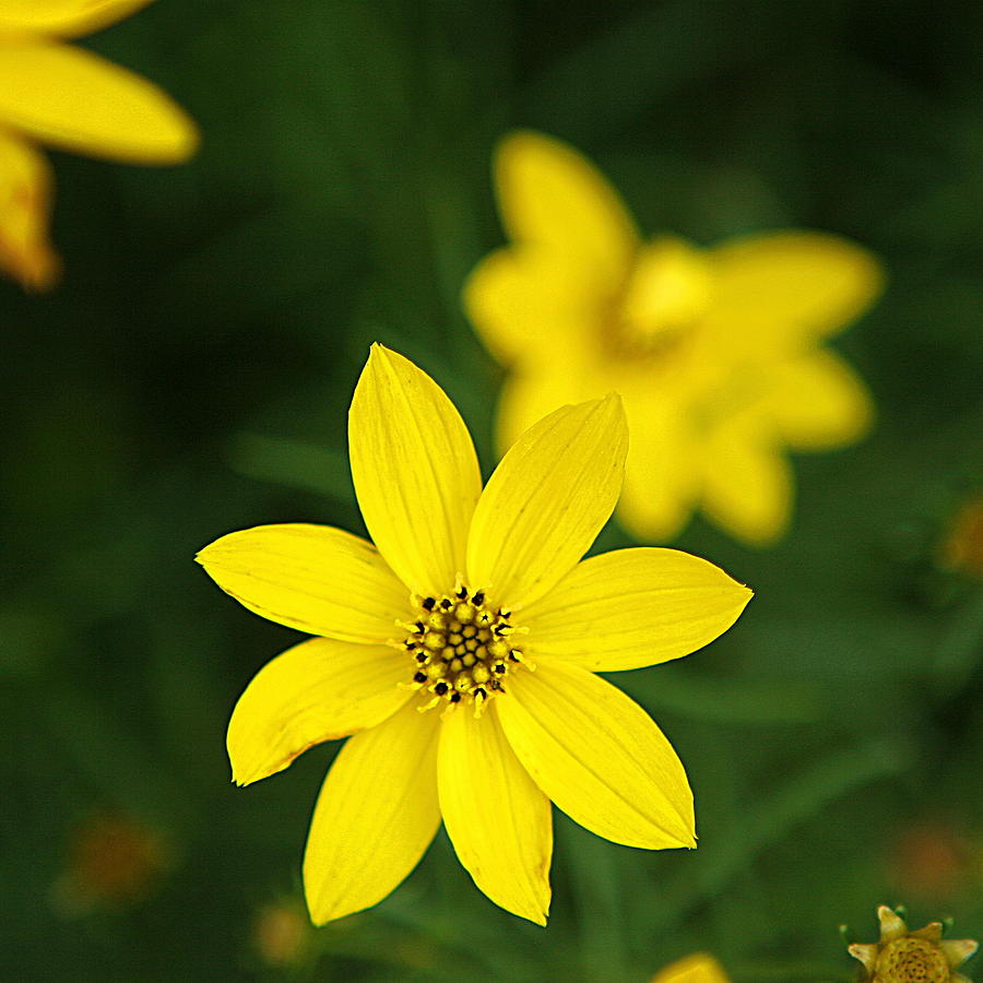 Coreopsis Photograph by Jean Macaluso