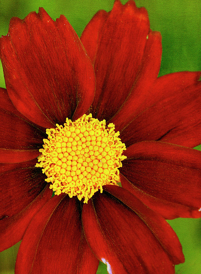 Flower Photograph - Coreopsis Mercury Rising by Cindi Ressler