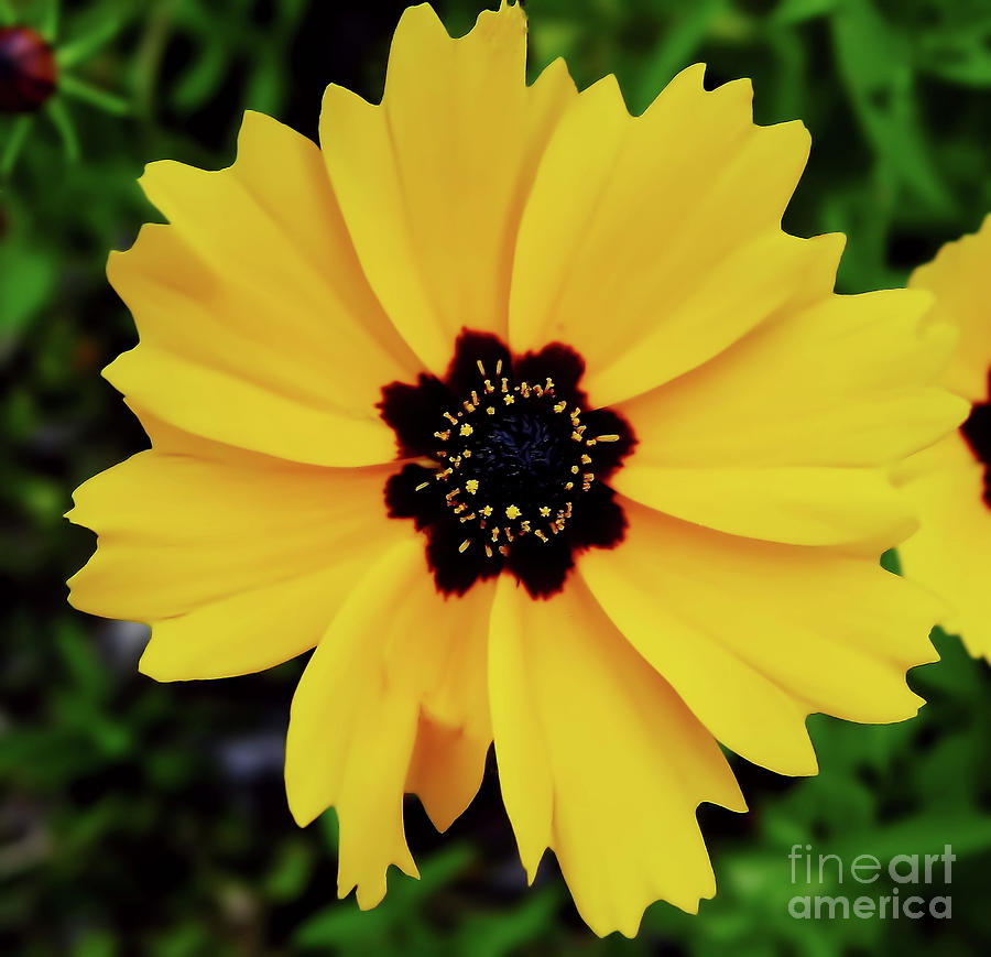 Coreopsis Official Wildflower Of Florida Photograph by D Hackett