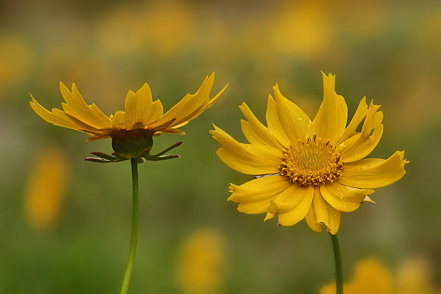 Coreopsis Photograph by Robert Charity Coreopsis Photograph by Robert Charity