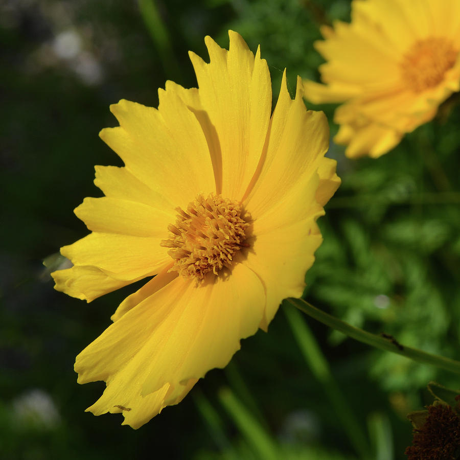 Coreopsis Photograph by Tana Reiff
