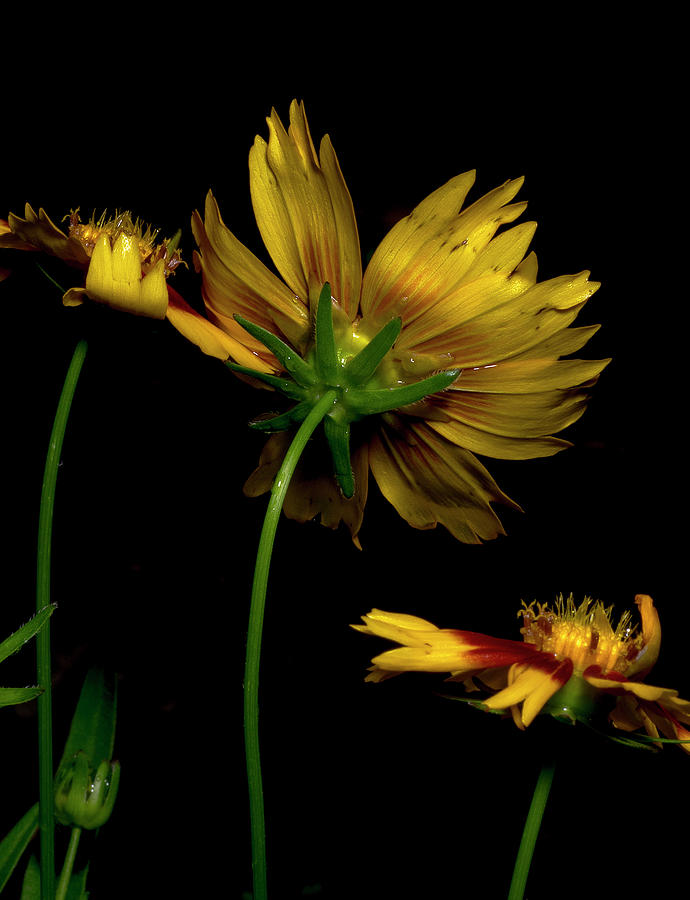 Coreopsis tickseed Photograph by Richard Rizzo