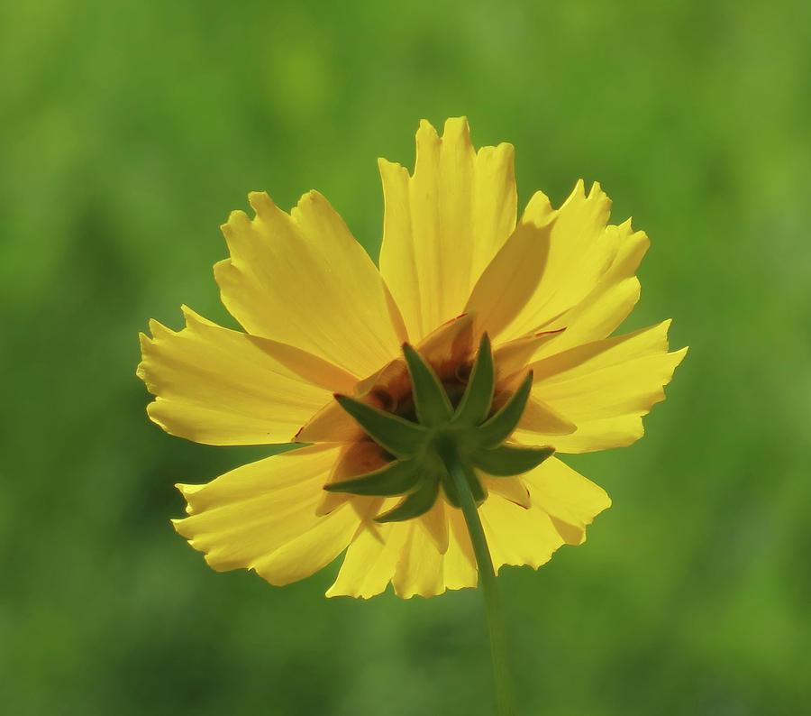 Coreopsis Up - Daisy Photograph by MTBobbins Photography