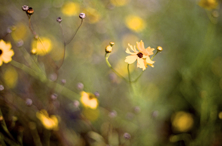 Coreopsis Photograph by William Wetmore