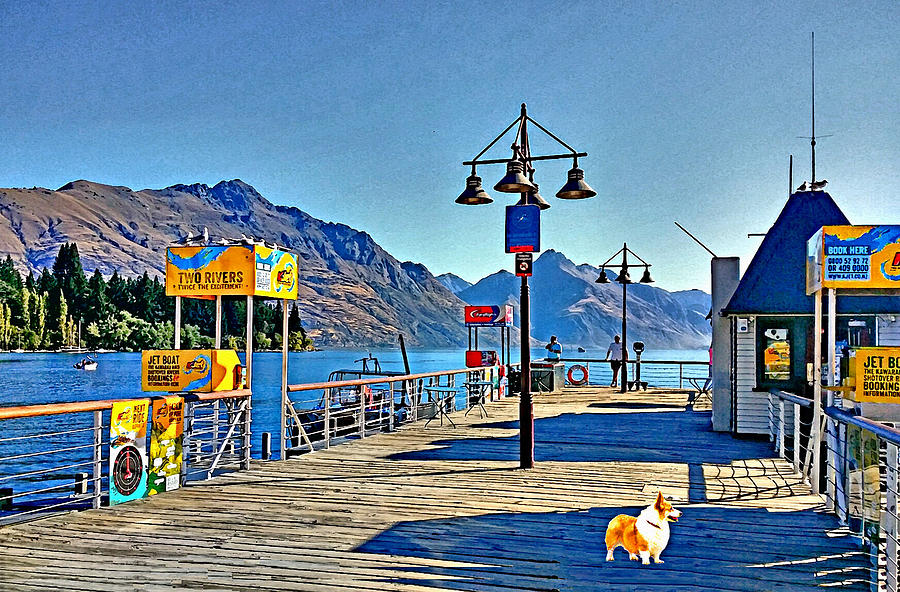 Corgi at Queenstown New Zealand Drawing by Kathy Kelly