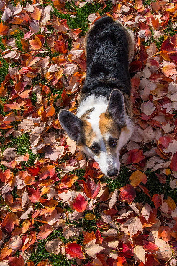 Corgi in Autumn Leaves Photograph by Mick Anderson