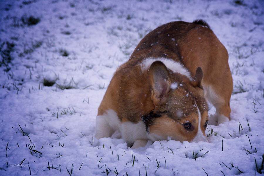 Corgi Nose Plant in Snow Photograph by Mick Anderson