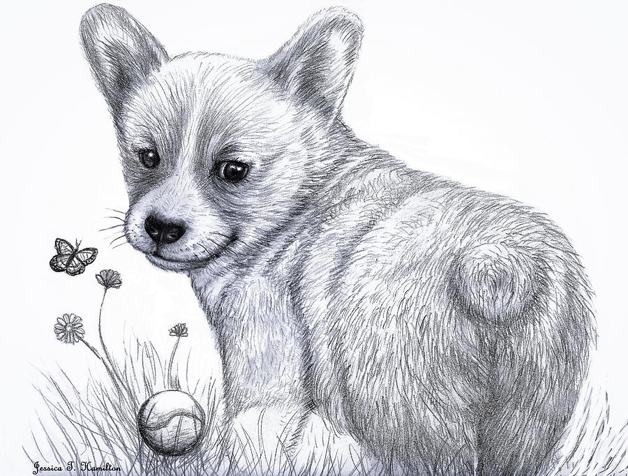 corgi drawing black and white