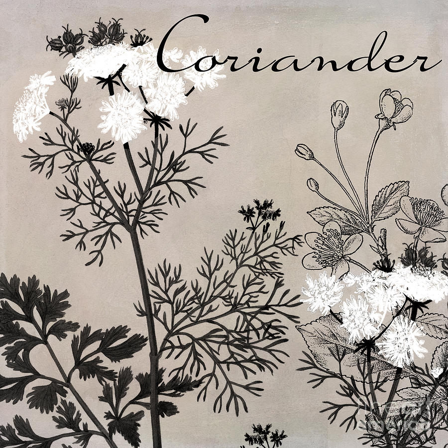 Coriander Flowering Herbs Painting by Mindy Sommers