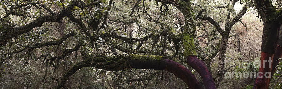 Cork oak forest Photograph by Perry Van Munster