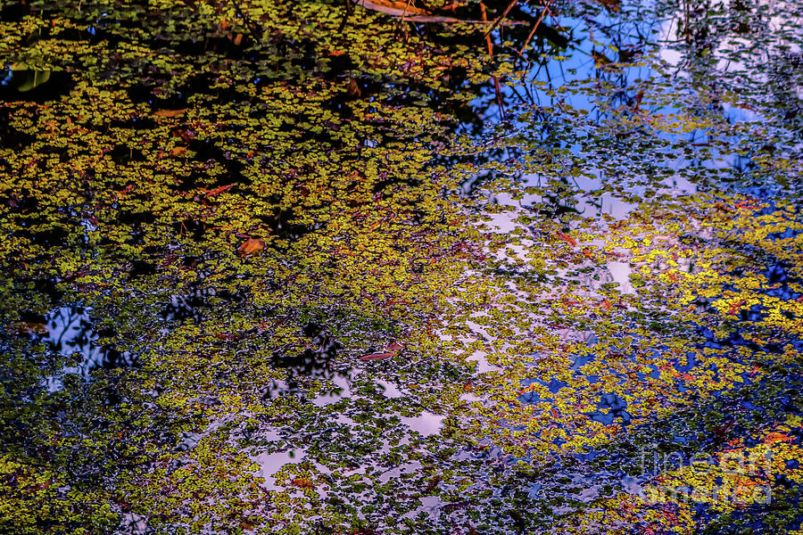 Corkscrew Sanctuary Swamp 2 Photograph by Claudia M Photography
