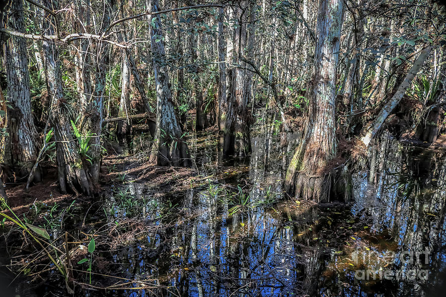 Corkscrew Swamp Sanctuary 1 Photograph by Claudia M Photography
