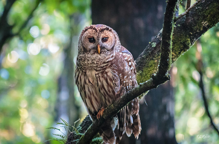 Corkscrew Swamp Sanctuary - Barred Owl Overlooking the Sanctuary Photograph by Ronald Reid