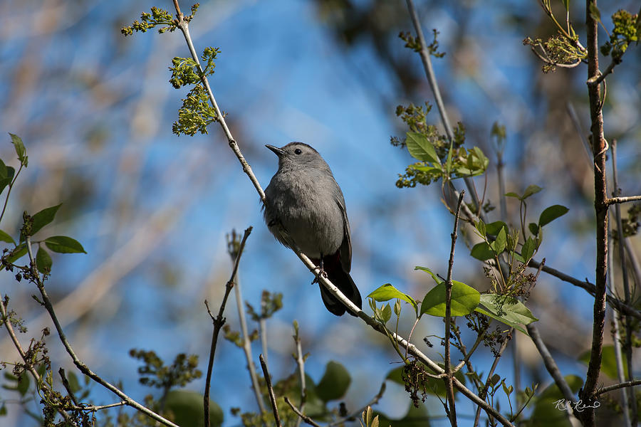 Corkscrew Swamp Sanctuary - Gray Catbird Searching Photograph by Ronald Reid