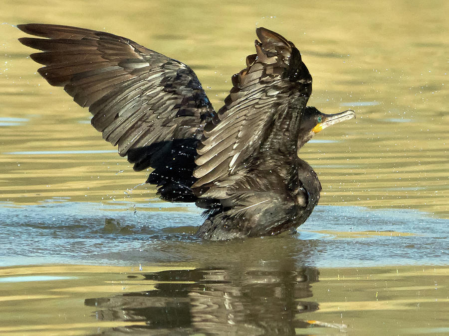 Double-crested Cormorant 3171-112217-1cr Photograph by Tam Ryan