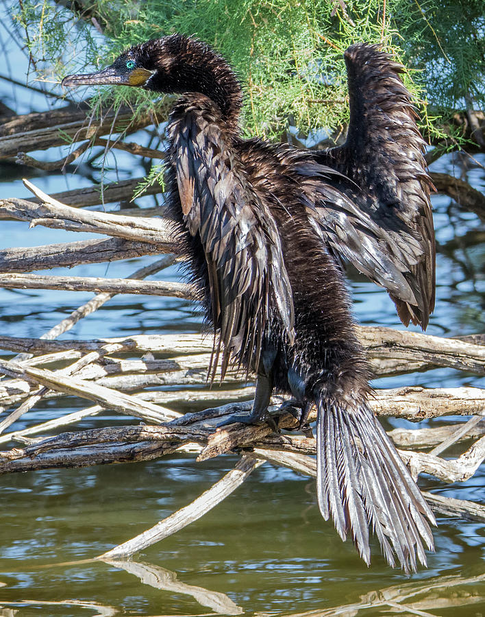 Double-crested Cormorant 7465-100817-2cr-V Photograph by Tam Ryan