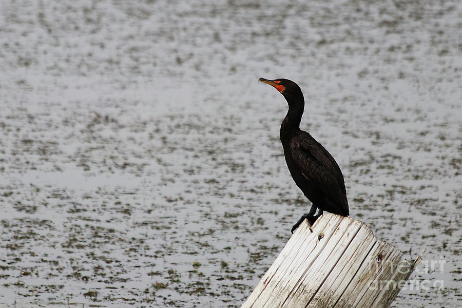 Cormorant Photograph by Alyce Taylor