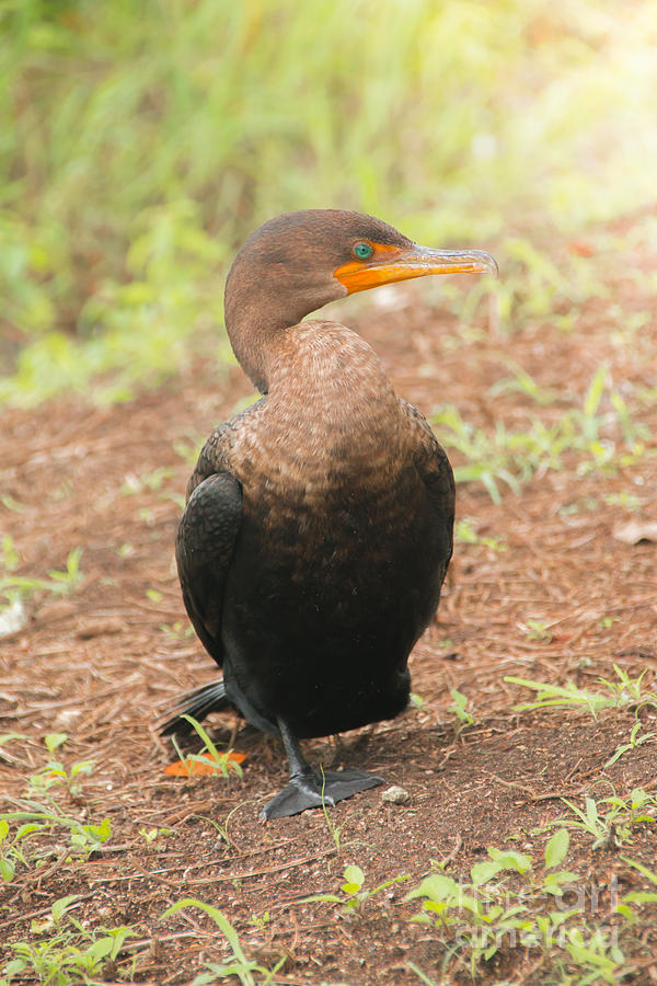 Cormorant Photograph by Amanda Mohler Cormorant Photograph by Amanda Mohler