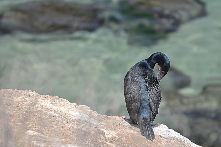 Cormorant by Amanda Rimmer Cormorant by Amanda Rimmer