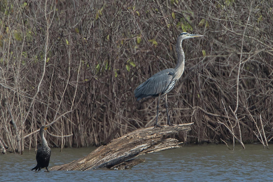 Cormorant and Heron Photograph by Ronnie Maum