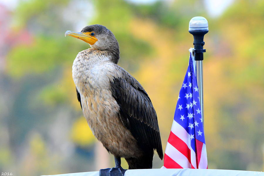 Cormorant At Attention Photograph by Lisa Wooten