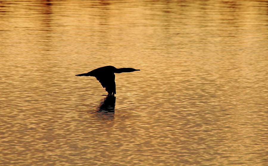 Cormorant At Sunrise Photograph by Debbie Oppermann