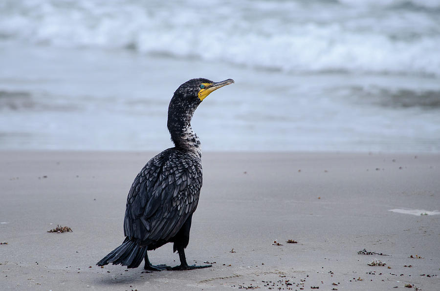 Cormorant at the Beach Photograph by Debra Martz