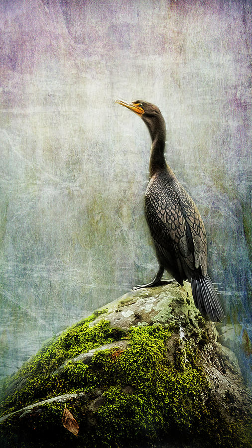 Cormorant Photograph by Belinda Greb