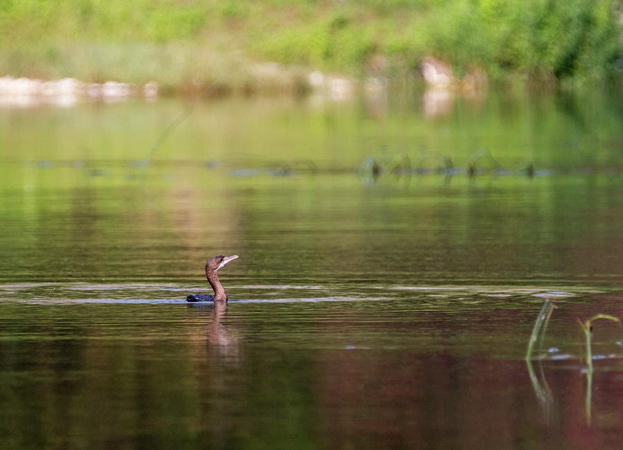 Cormorant bird swimming peacefully Photograph by Elenarts - Elena Duvernay photo