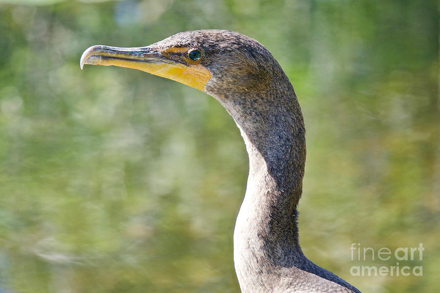 Cormorant by the River Photograph by Judy Kay