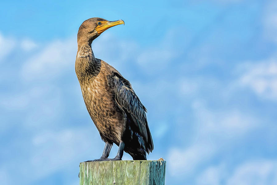 Cormorant Photograph by Cathy Kovarik