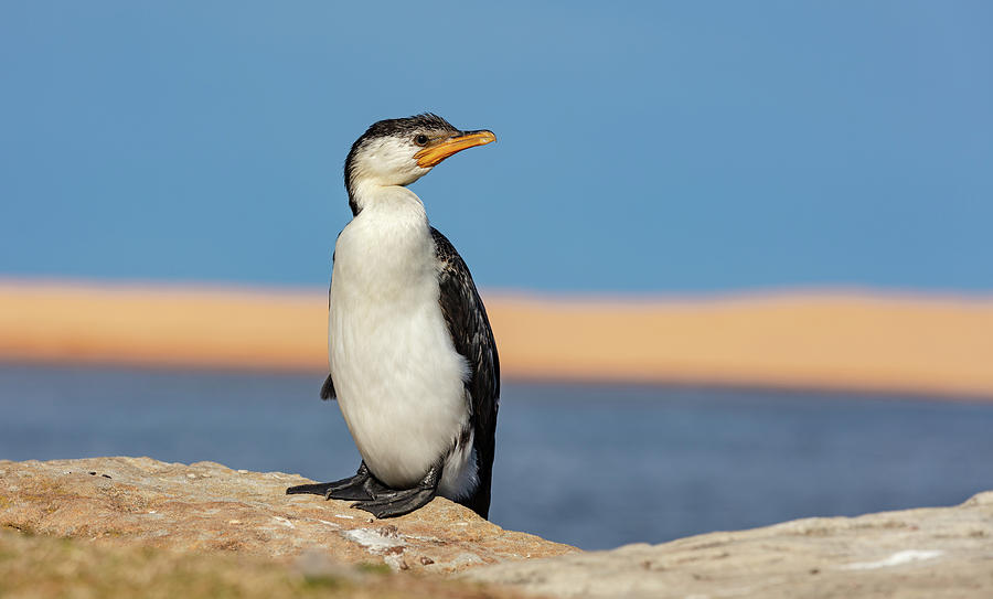 Cormorant Photograph by Chris Cousins