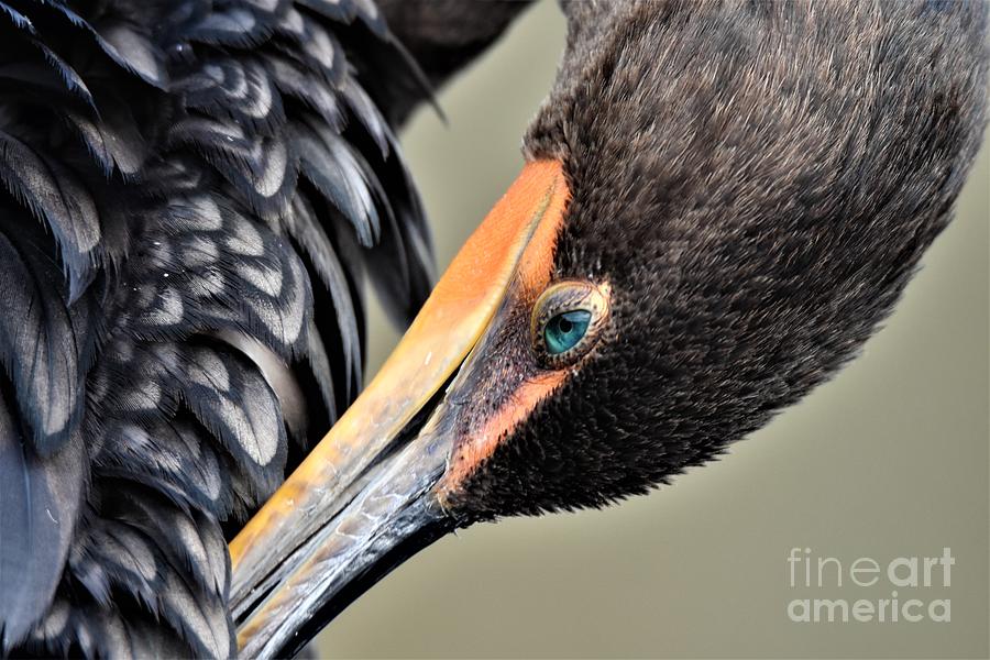 Cormorant Close Up Photograph by Julie Adair