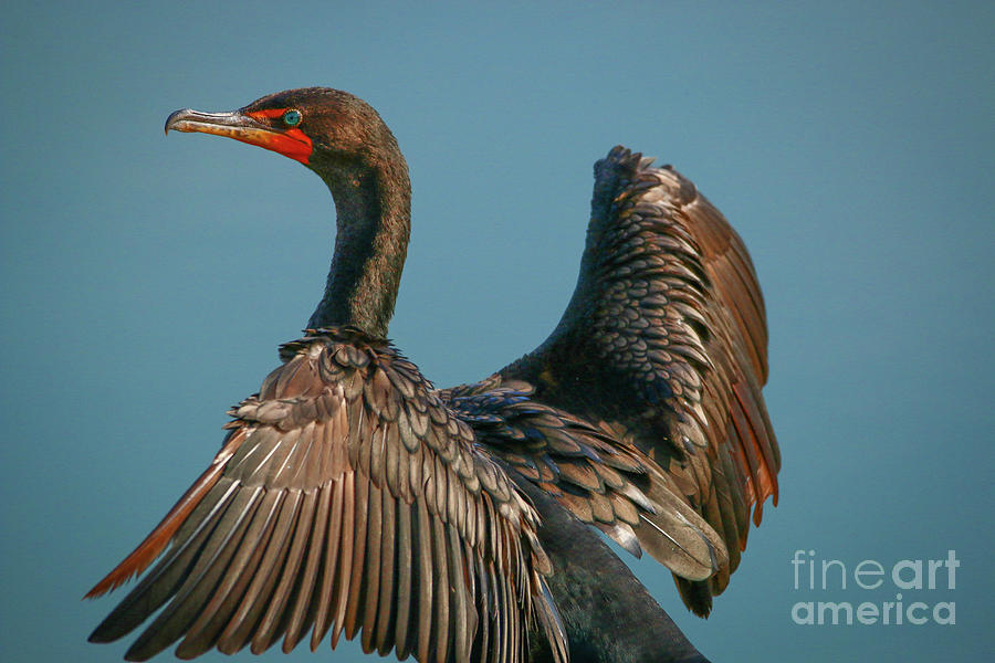 Cormorant Close-Up Photograph by Tom Claud