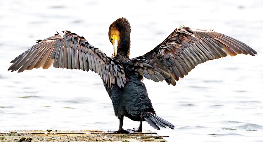 Cormorant Photograph by Colin Rayner