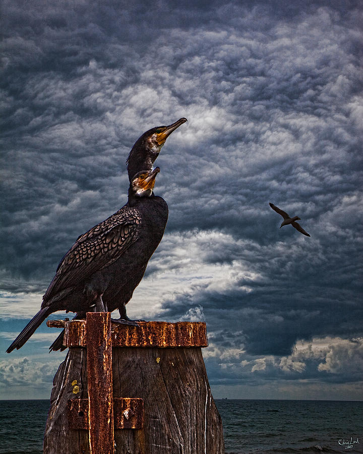 Cormorant Couple Photograph by Chris Lord