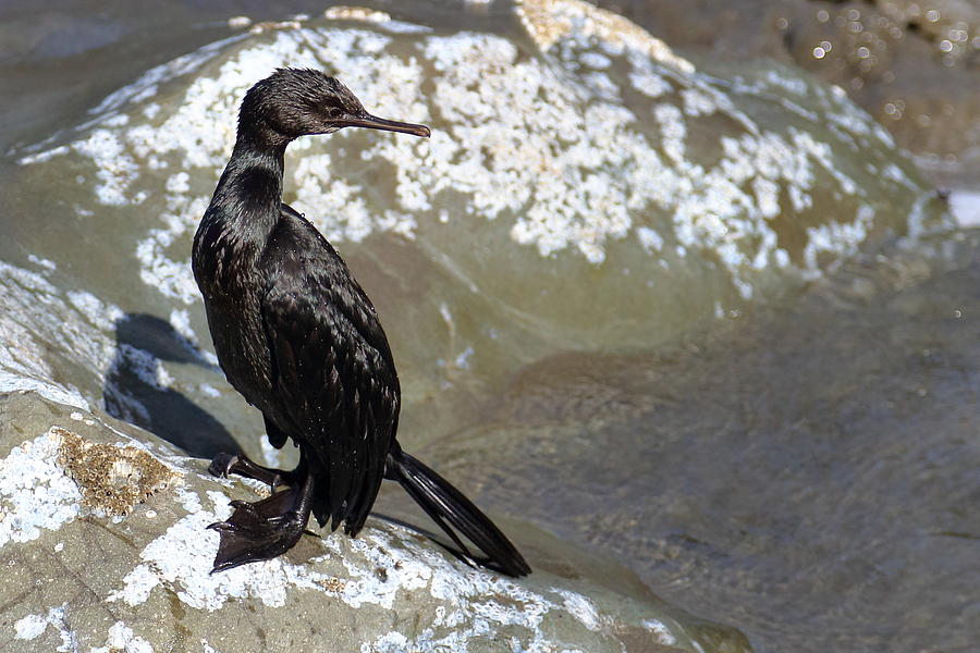 Cormorant Photograph by David Andersen