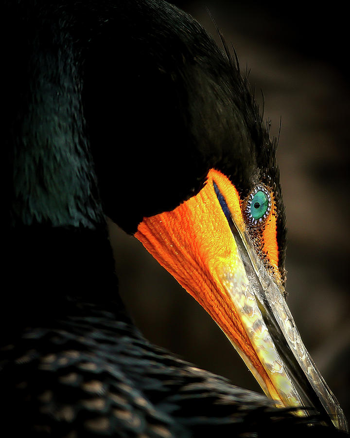 Cormorant Photograph - Cormorant by Dennis Goodman Photography