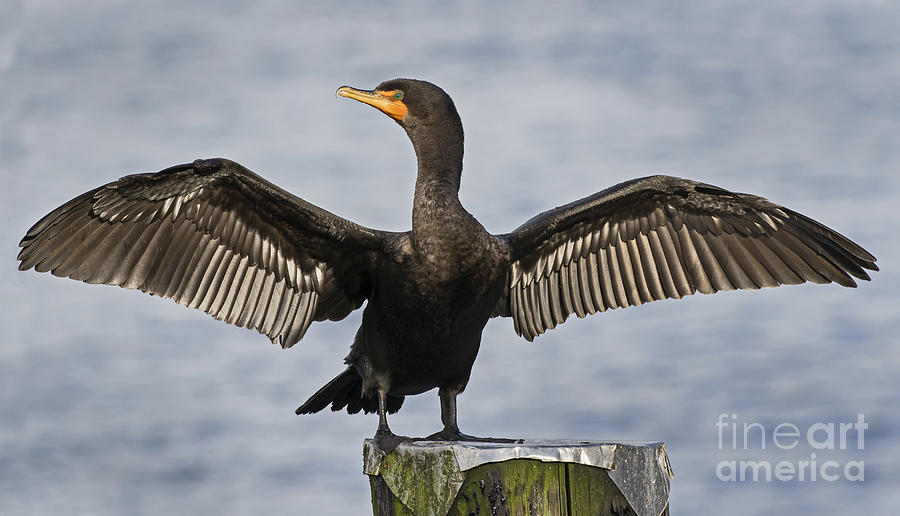 Cormorant drying out Photograph by Inge Riis McDonald