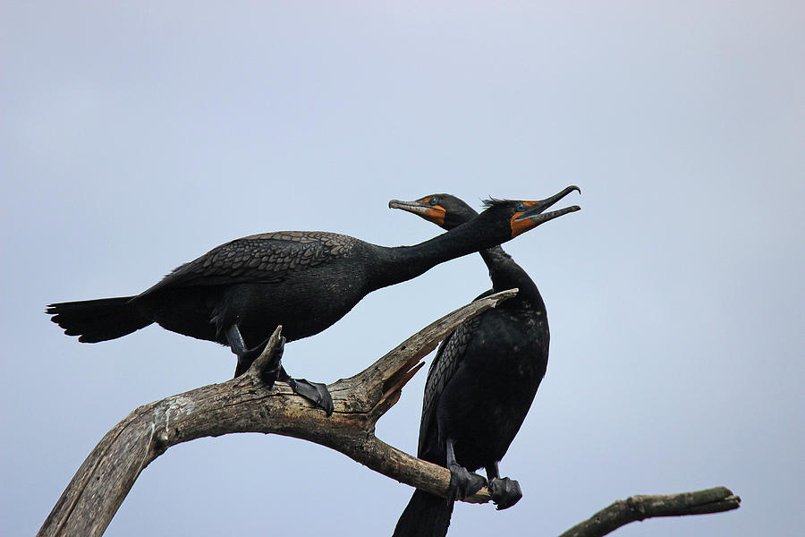 Cormorant Duo by Jake Danishevsky Cormorant Duo by Jake Danishevsky
