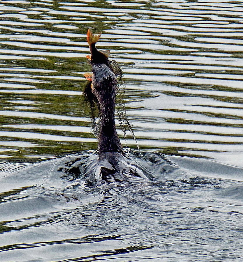 Cormorant Fish and Weed Photograph by Jeff Townsend