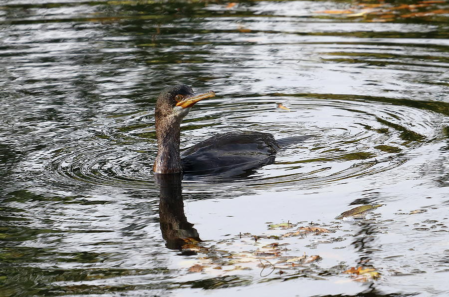 Cormorant Fishing Photograph by Jeff Townsend