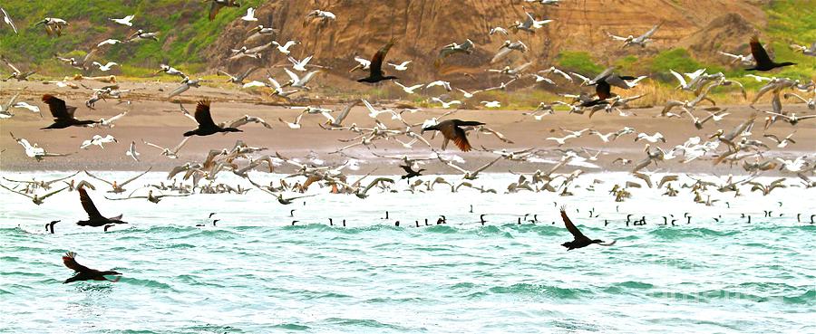 Channel Islands National Park Photograph - Cormorant Flight in Frenzy by Gus McCrea