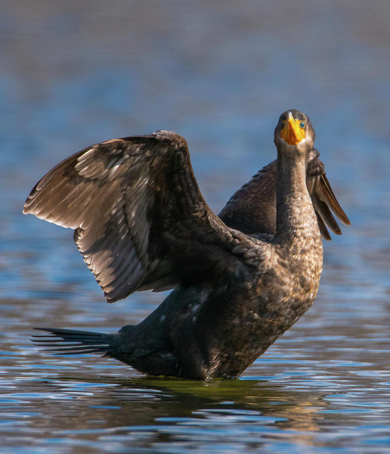 Cormorant Fun in the Sun Photograph by Jeff at JSJ Photography